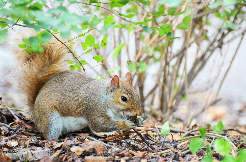 Squirrel Rodent Animal New York Park