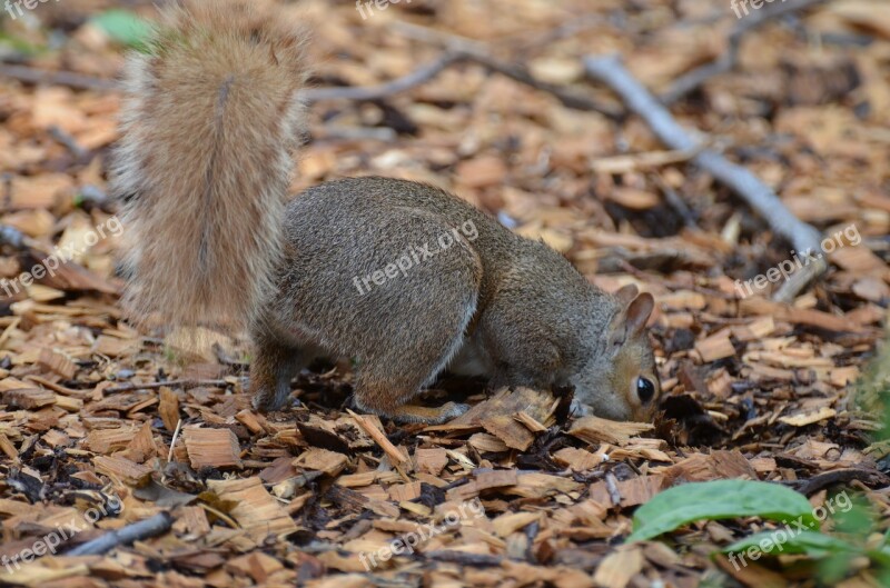 Squirrel Rodent Animal New York Park