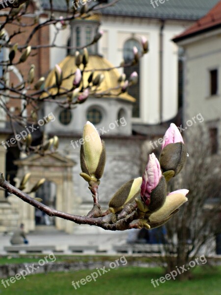 Flowers Magnolias Spring Nature Blooms