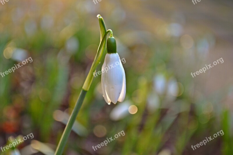 Snowdrops Flowers White Flowers Nature Green