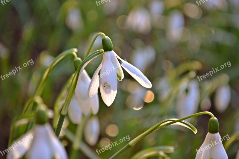 Snowdrops Flowers Nature White Flowers Green