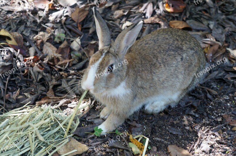 Rabbit ōkunoshima Hiroshima Wild Small Animals