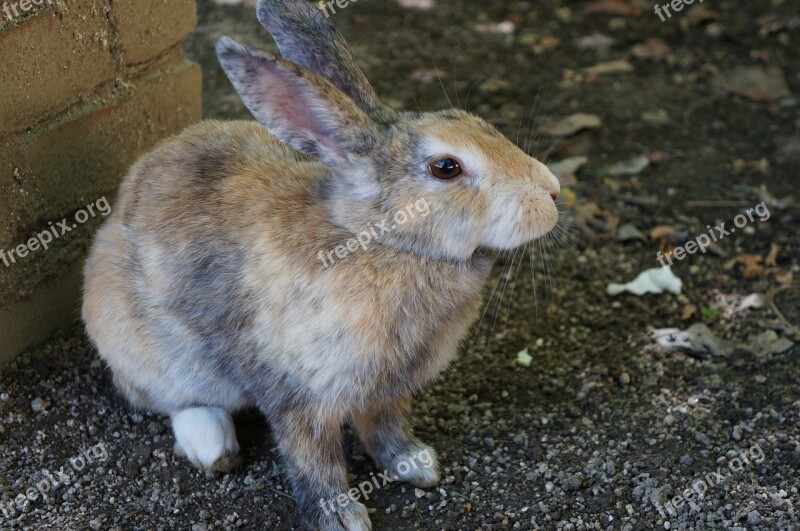 Rabbit ōkunoshima Hiroshima Wild Small Animals