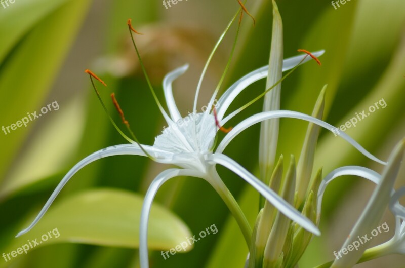 Flower White Flower Nature Pollen White