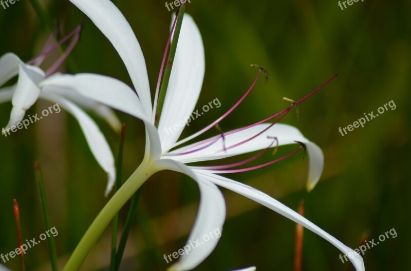 Flower White Flower Nature Pollen White