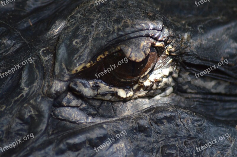 Eye Alligator Reptile Animal Florida