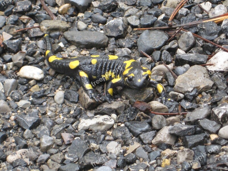 Salamander Nature Animals Amphibian Yellow