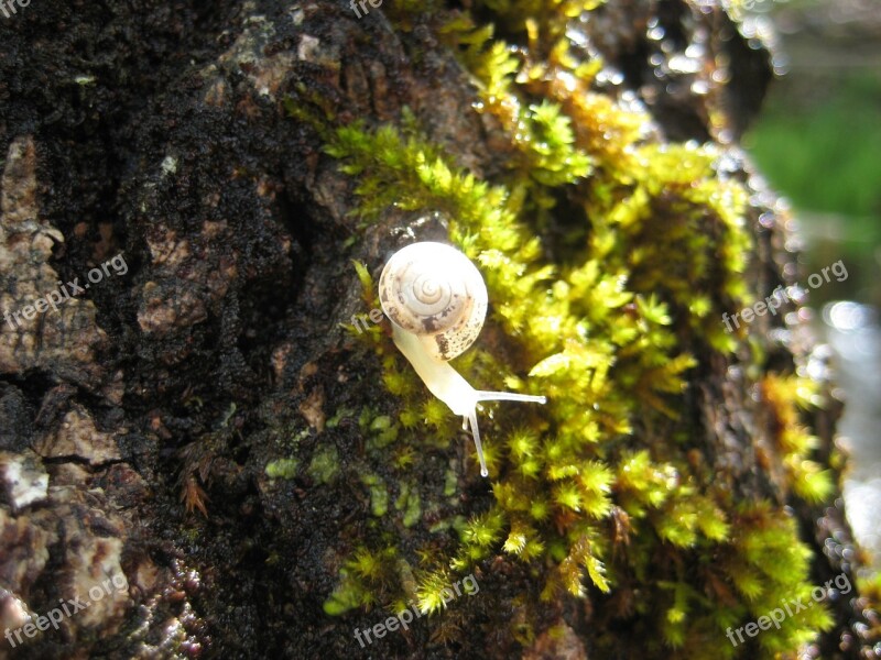 Snail Animals Tree Nature Foam