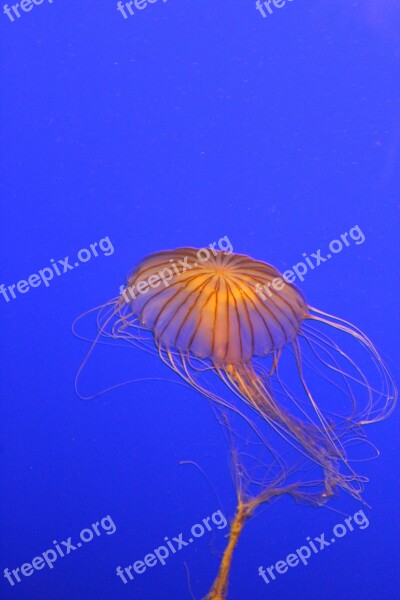 Jellyfish Yellow Orange Blue Seabed