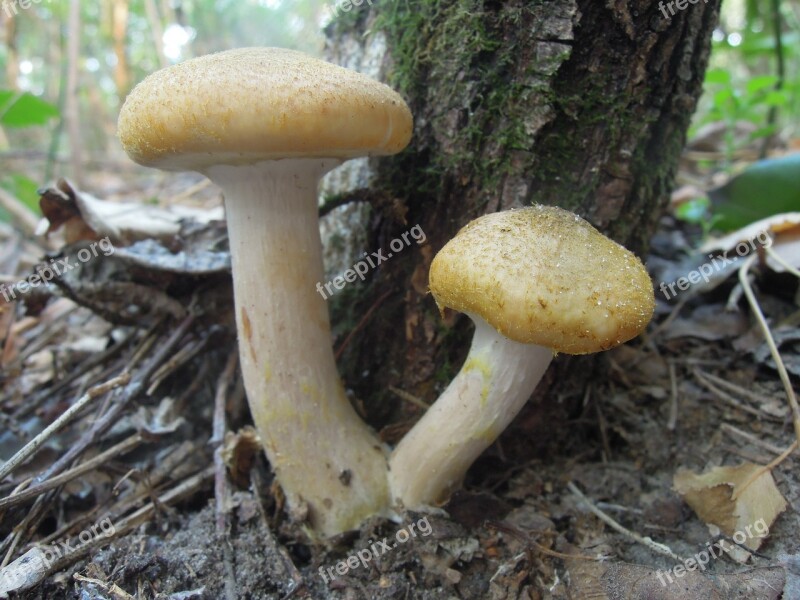 Mushroom Autumn Forest Mushrooms Nature