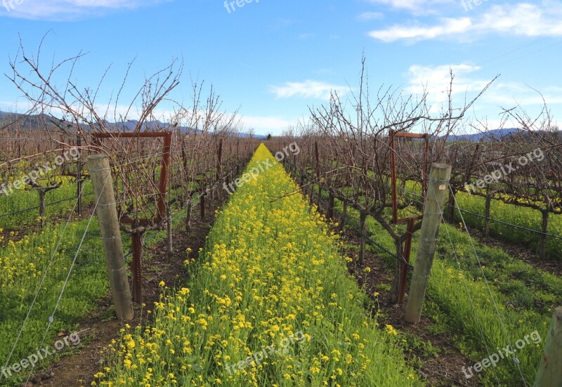 Napa Valley Wine Winery Vineyards California