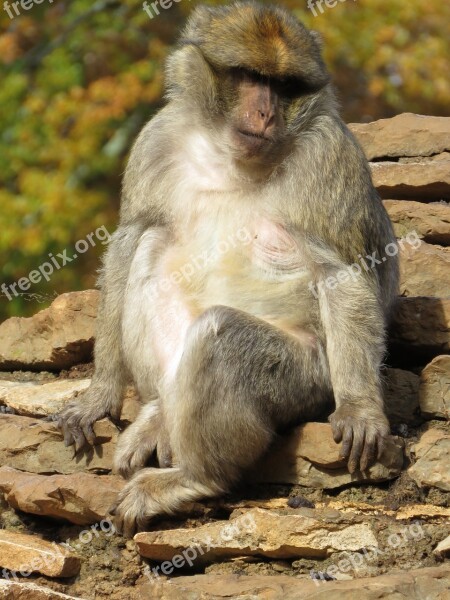 Macaque Monkey Zoo Animal Primate