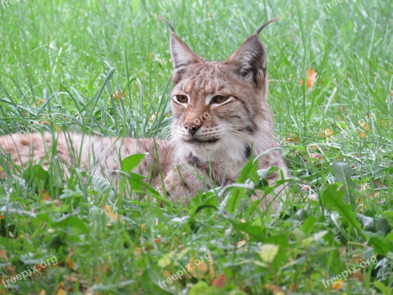 Lynx Nature Animal Carnivore Predator