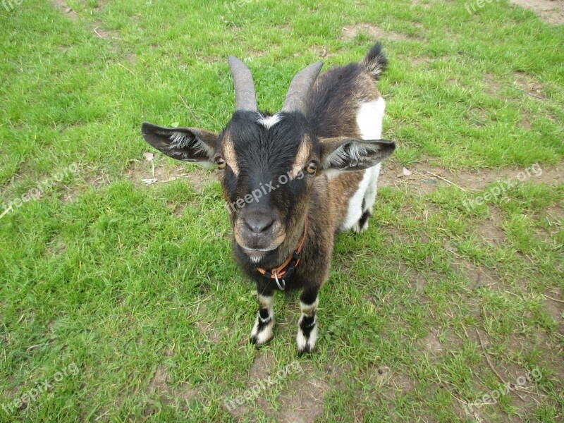 Goat Colorful Pet Colorful Coat Horns