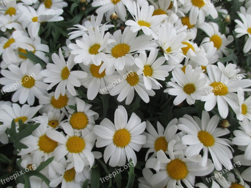 Daisies Flowers Blossom Bloom Nature