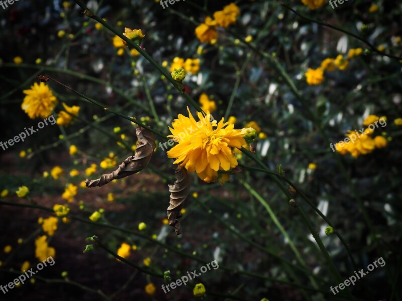 Blossom Bloom Bloom Spring Flower Flower