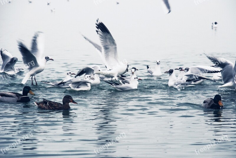 Birds Winter Balaton Lake Competition