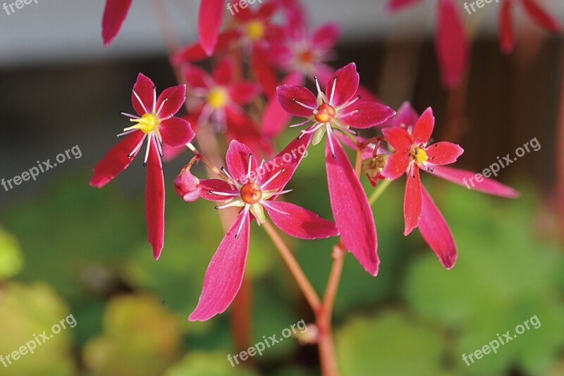 Saxifrage Plants Flowers Republic Of Korea Free Photos