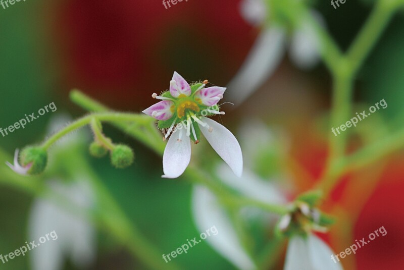 Saxifrage Plants Flowers Republic Of Korea Free Photos