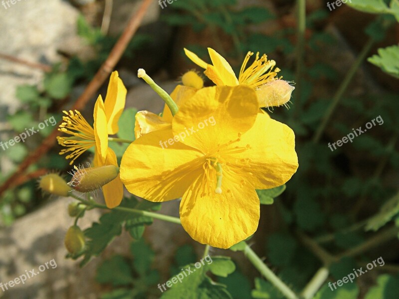 Celandine Plants Pool Flowers Pulkkot