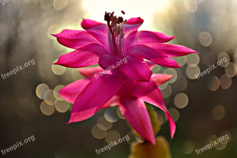 Flowers Cactus Flowers Pink Flower Pink Bokeh