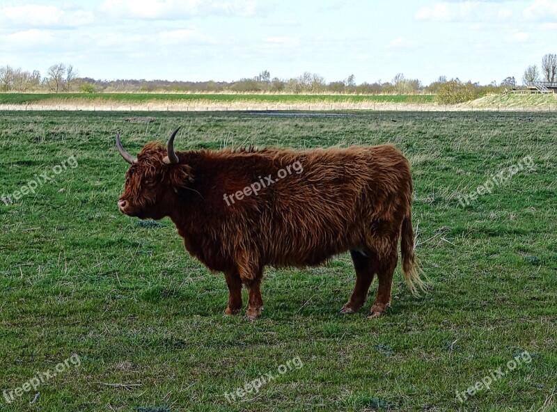 Highland Cow Bull Cattle Hairy Scottish