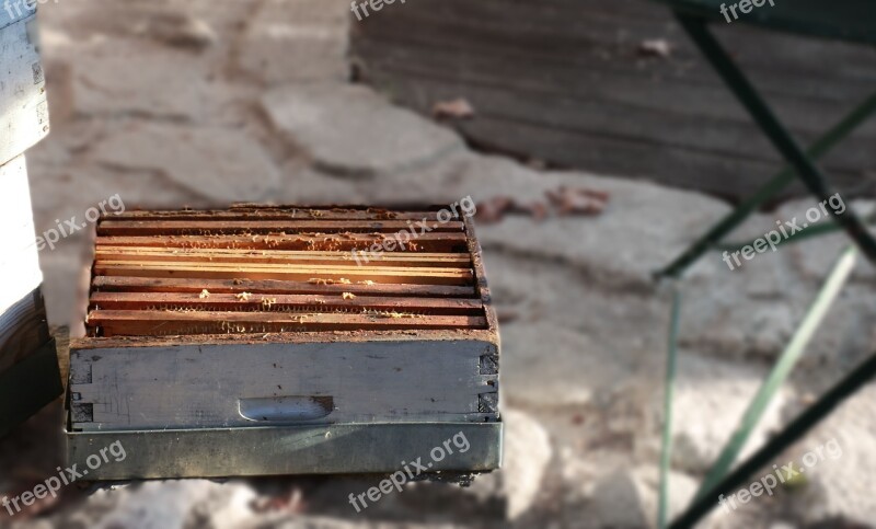 Hive Bees Honey Beekeeping Nature