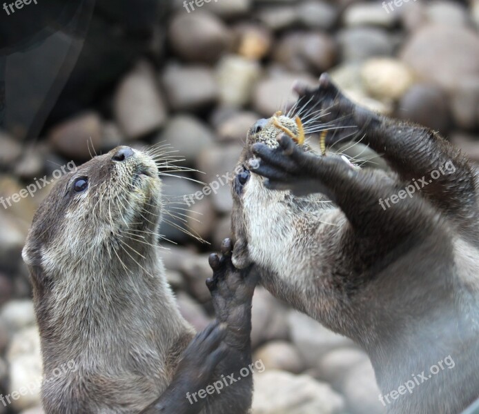 Otter Cute Feed Feeding Animal