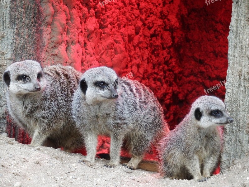 Meerkat Longleat Zoo Wildlife Free Photos