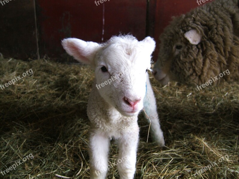 Lamb Sheep Farm Spring Livestock