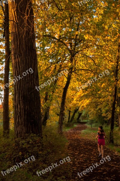 Fall Running Trail Forest Autumn