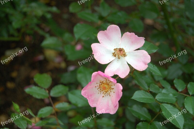 Roses Color Pink Flower Rosebush Nature