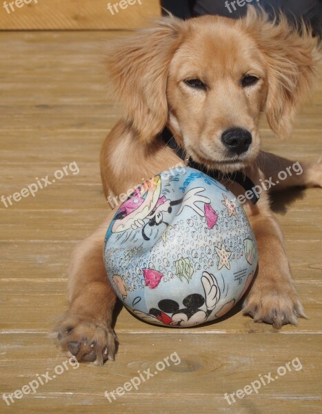 Puppy Dog Ball Play Sweet