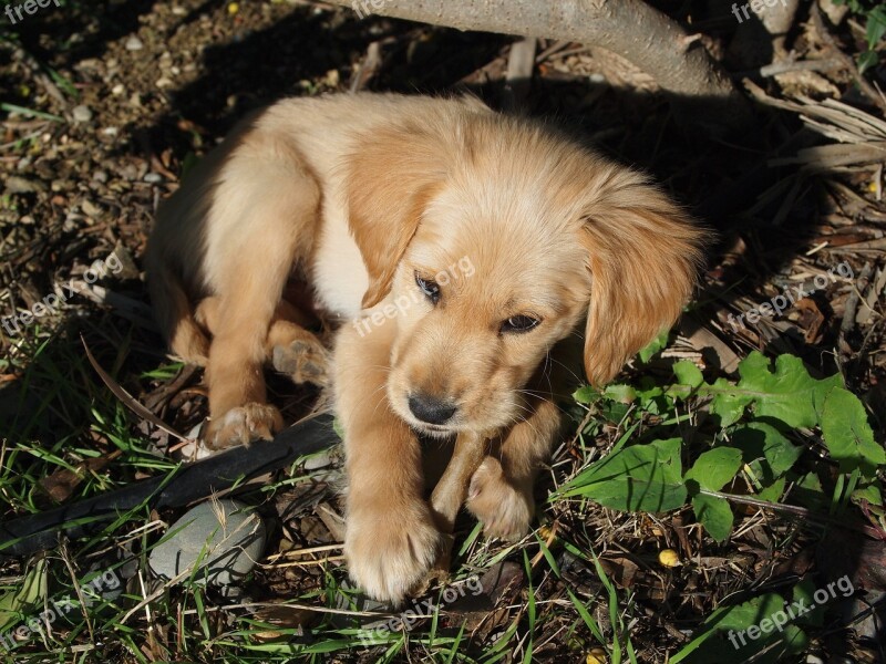 Puppy Dog Bone Young Sweet