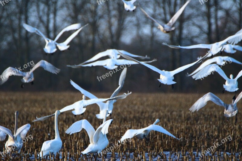 Whooper Swan Bird Swan Swarm Arable