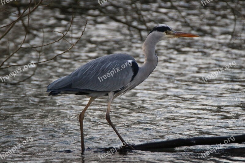 Grey Heron Bird Water Heron Pond