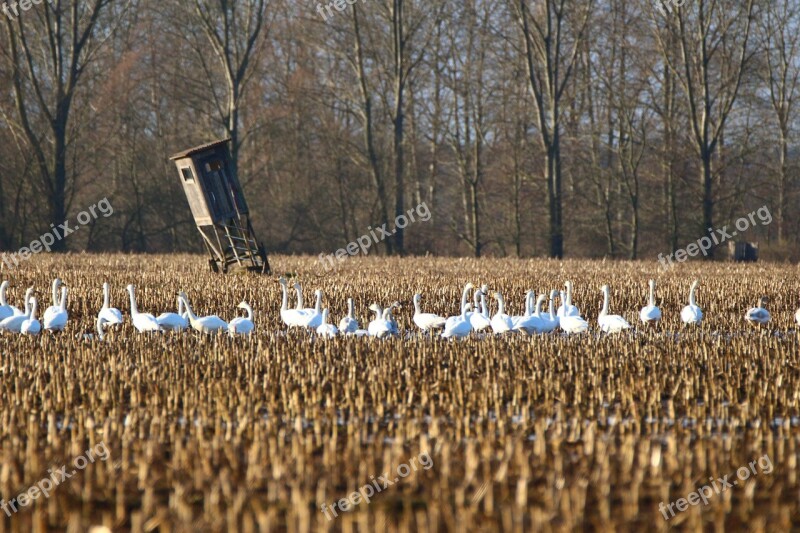 Whooper Swan Bird Swan Arable Field