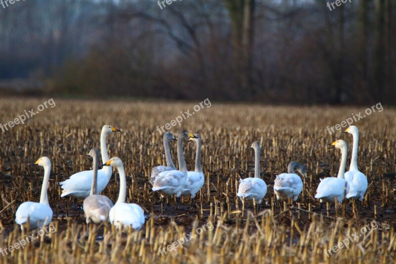 Whooper Swan Bird Swan Arable Field