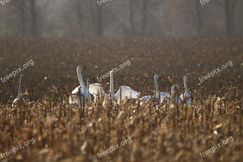 Whooper Swan Bird Swan Arable Field