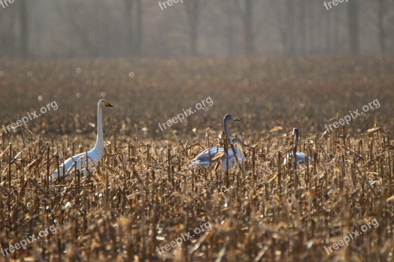 Whooper Swan Bird Swan Corn Field Migratory Bird