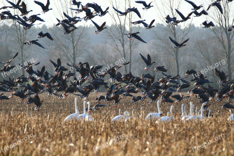 Geese Whooper Swan Bird Swans Goose