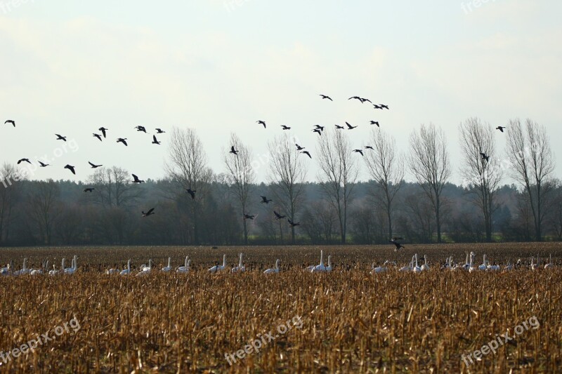 Geese Whooper Swan Bird Swans Goose