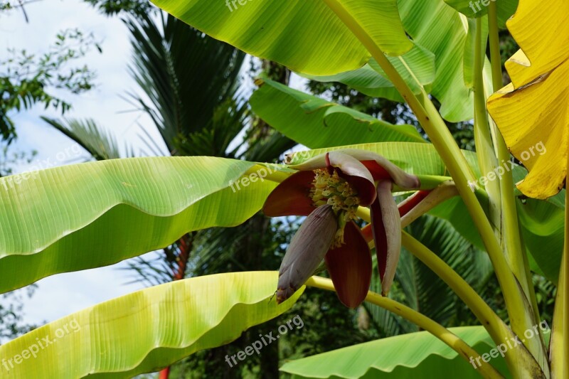 Bananas Tree Blossom Bloom Flower