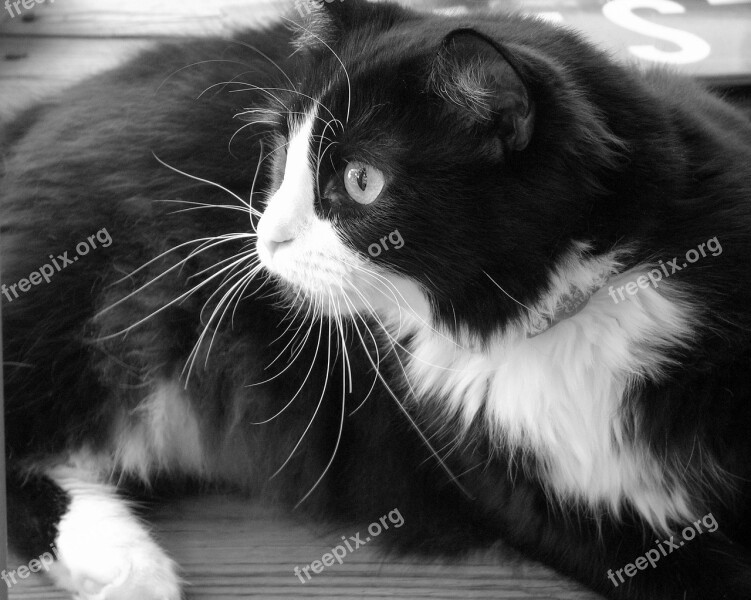 Tuxedo Cat Feline Looking Cute Reclining