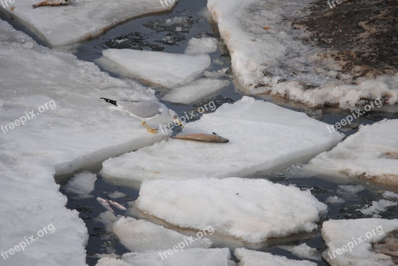 Sea Gull Fish Eating Wildlife Nature