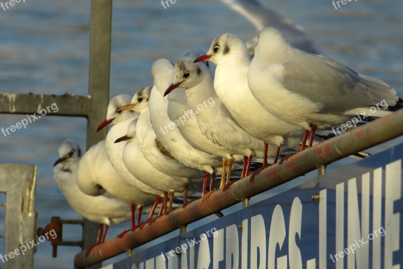 Group Community Conference Flock Swarm