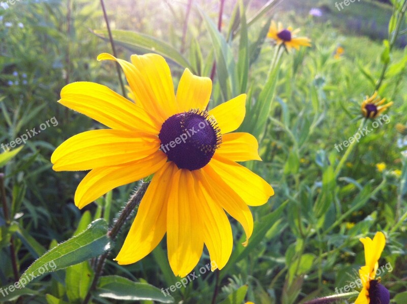 Blackeyed Susan Yellow Flower Black Center Bloom Blossom