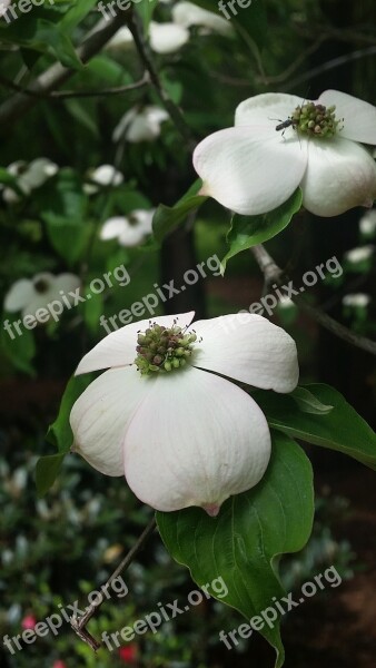 Dogwood Tree Spring Nature Flowers