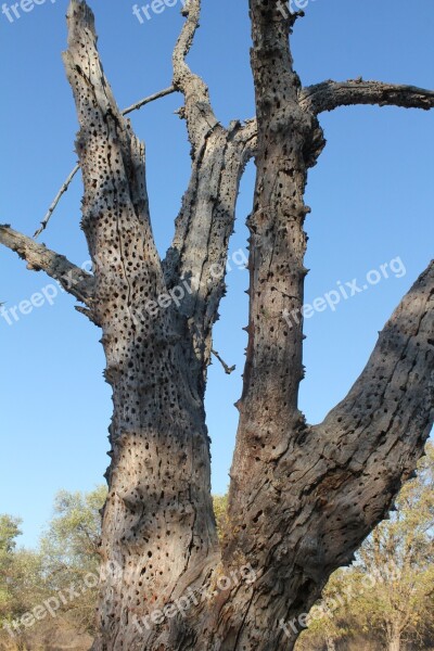 Dead Tree Dry Holes Environment