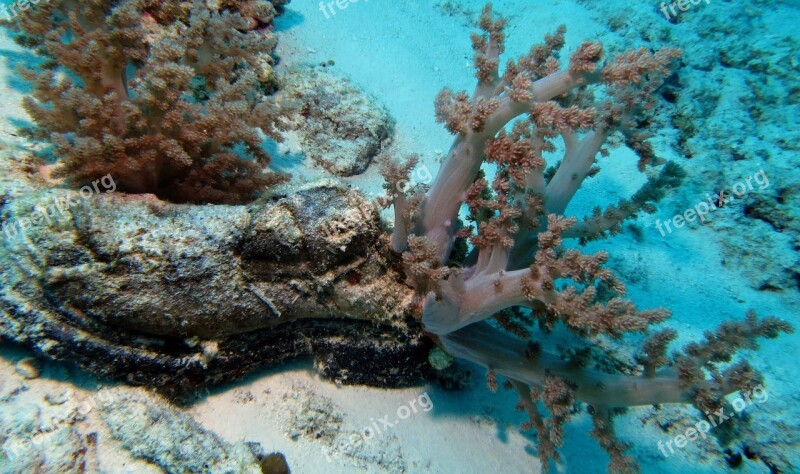 Underwater Scuba Diving Shoe Coral Phillipines